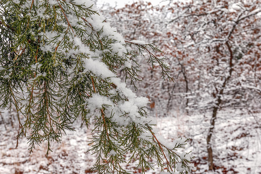 Snow Covered Cedar Photograph by Doug Long