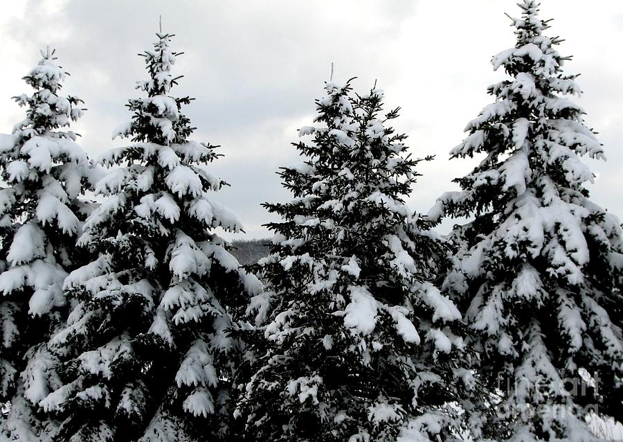Snow covered coniferous trees in Western New York Photograph by Rose Santuci-Sofranko
