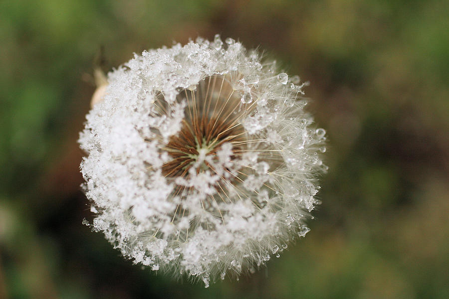 Winter Photograph - Snow Covered Dandelion by Marjohn Riney