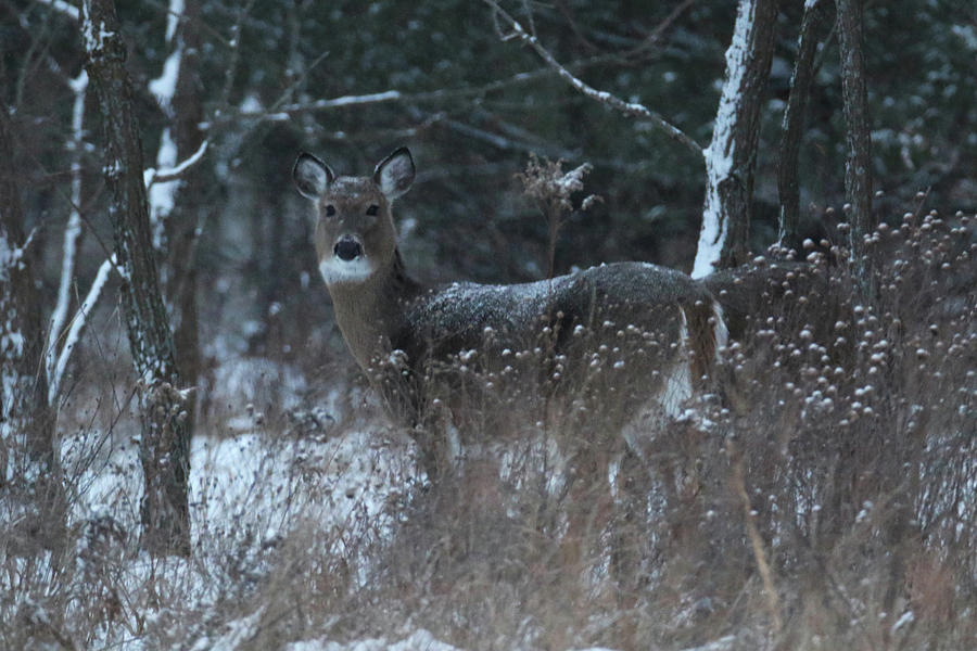 Snow covered Doe Photograph by Brook Burling