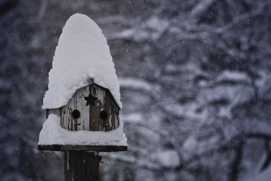 Elf Photograph - Snow Covered Elf Birdhouse by Teresa Mucha