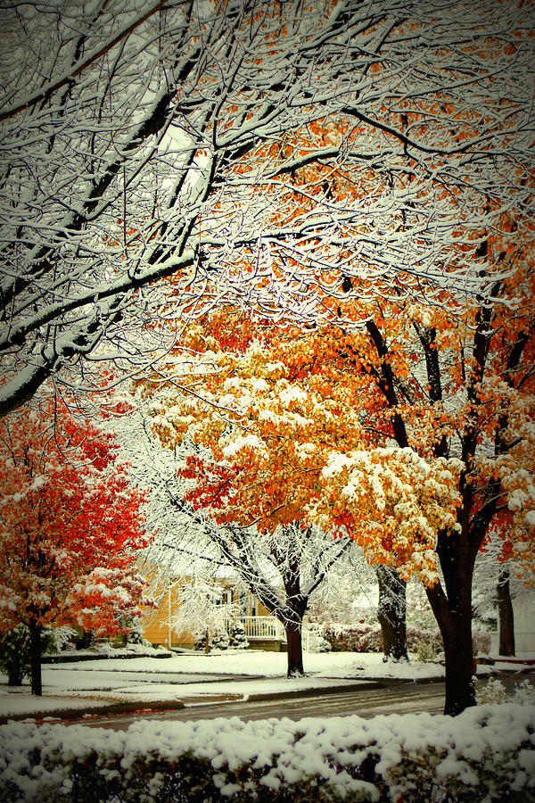 Image result for snow and colored leaves fall
