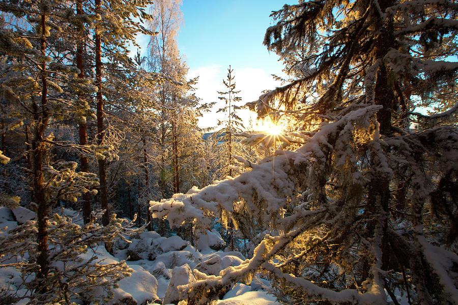 Snow Covered Fir Trees Gleaming In The Golden Winter Sun Photograph