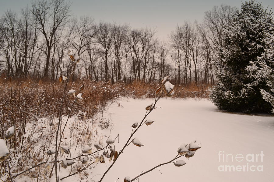 Snow Covered Flower Pods Photograph by Amy Lucid
