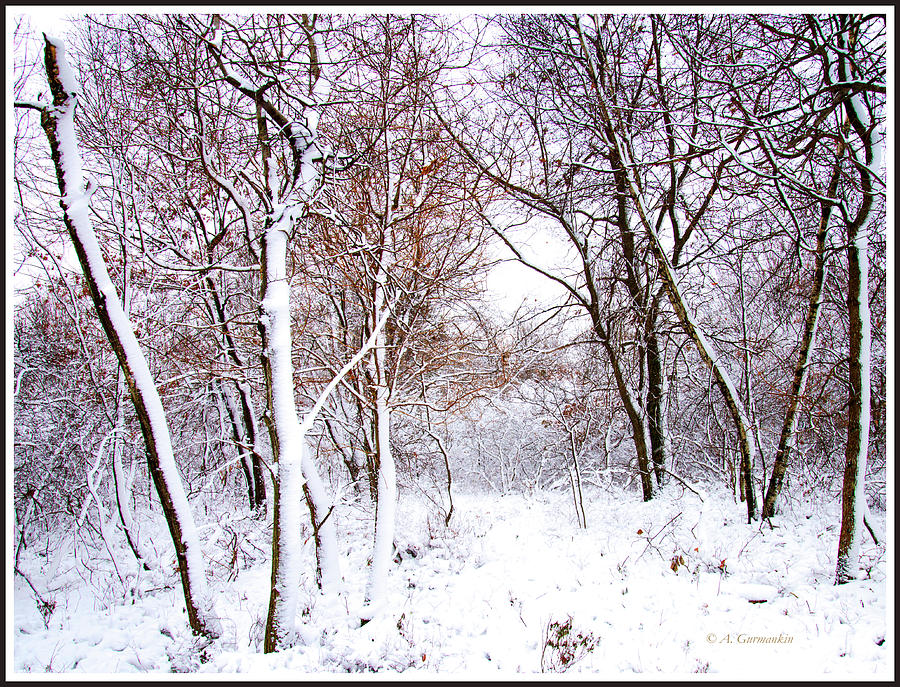 Snow Covered Forest, Pocono Mountains, Pennsylvania Photograph by A Macarthur Gurmankin