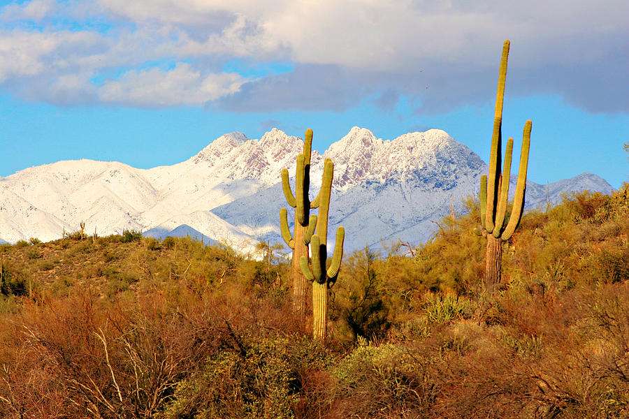Snow Covered Four Peaks Photograph by James BO Insogna