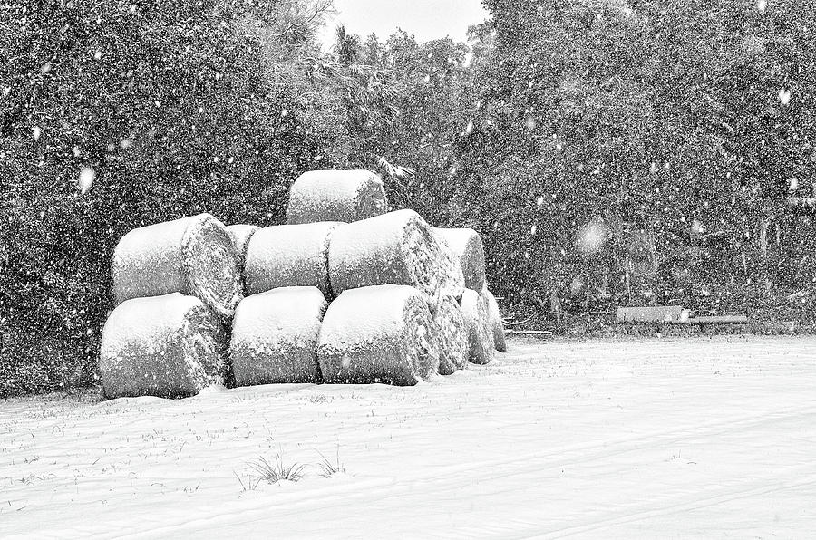 Snow Covered Hay Bales Photograph