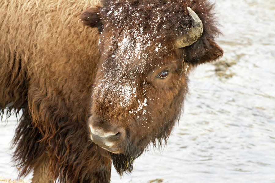 Snow covered head of grazing bison in snow in Yellowstone Nation Photograph by Karen Foley