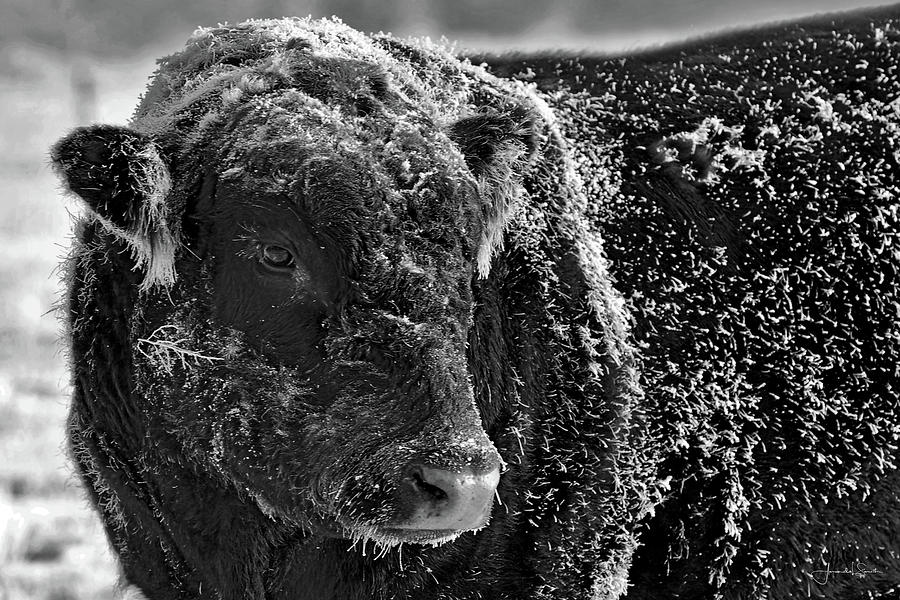 Snow Covered Ice Bull Photograph by Amanda Smith