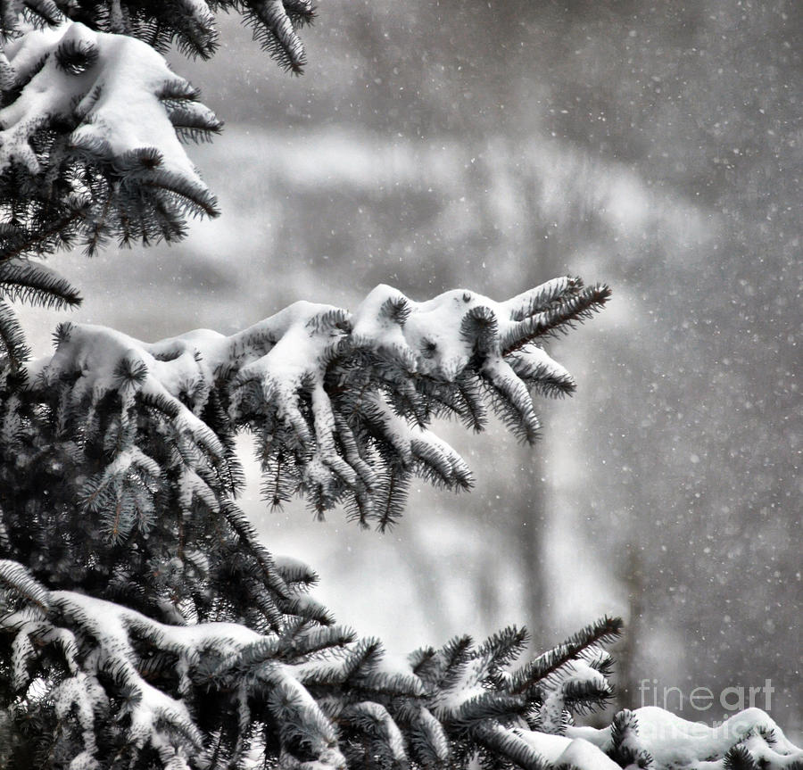 Snow Covered Photograph by Kerri Farley
