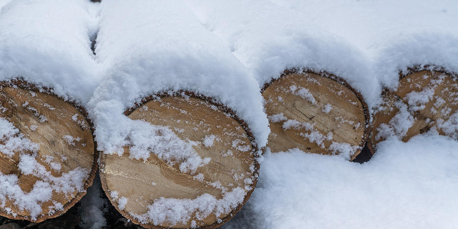 Snow Covered Logs Photograph by Chris Bordeleau