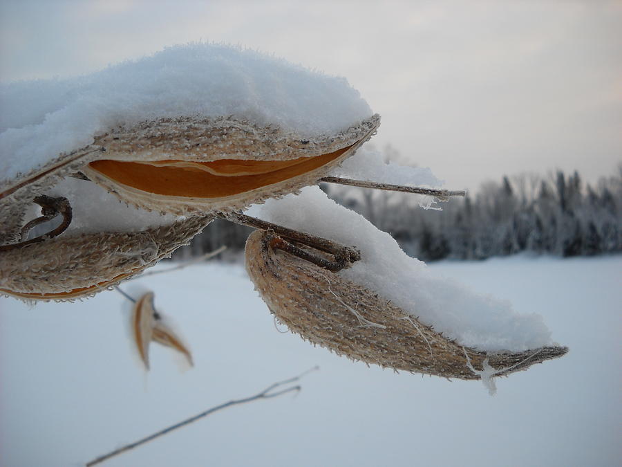 Snow Covered Milkweed Pods Photograph by Kent Lorentzen