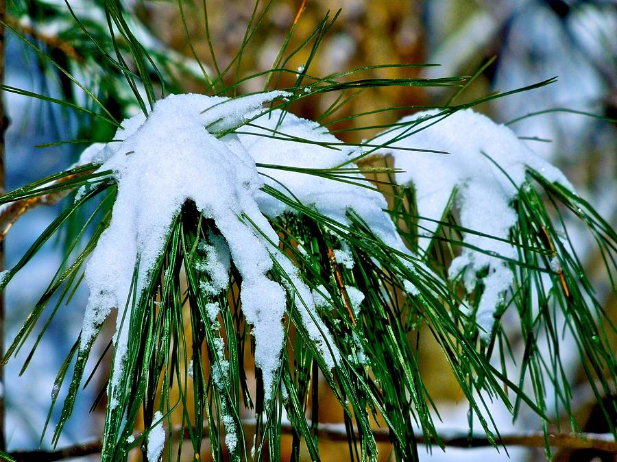 Snow Covered Needles Photograph by Dale Chapel - Fine Art America