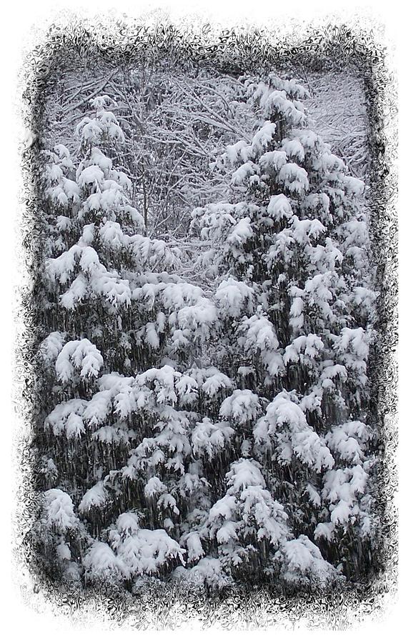 Snow Covered Pine Trees Black And White Photograph