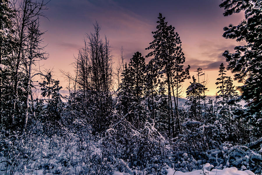 Snow Covered Pine Trees Photograph by Lester Plank