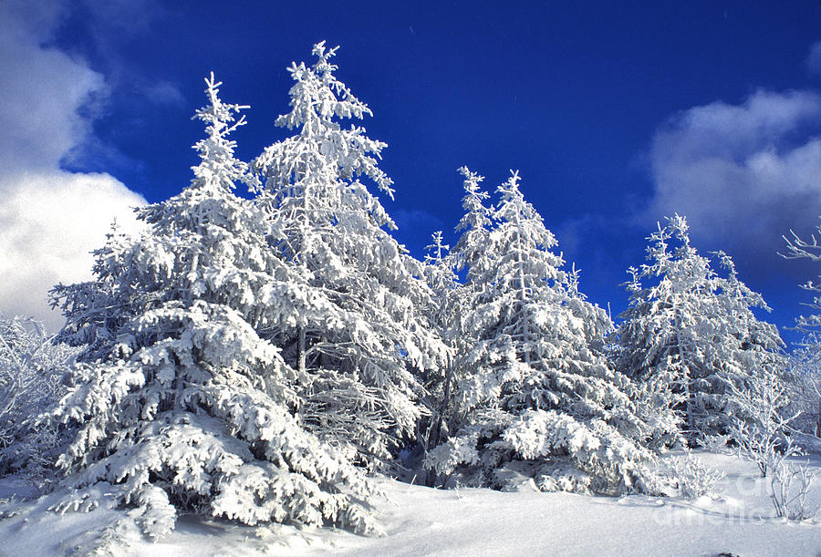 Snow-covered Pine Trees Photograph