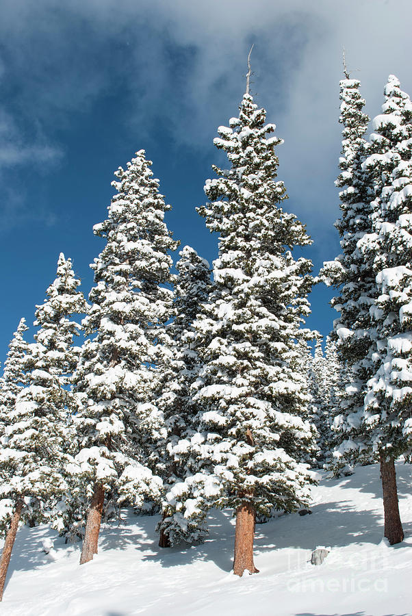 Nature Photograph - Snow Covered Pines by Juli Scalzi