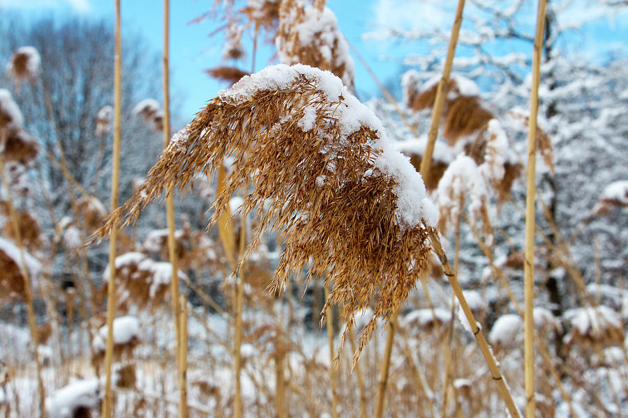 Snow Covered Reed Photograph by Jeff Severson