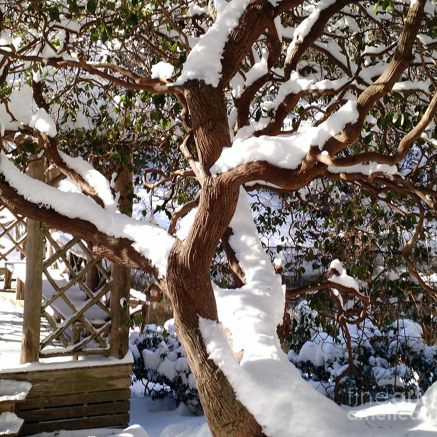 Snow covered Rhododendron Photograph by Anita Adams