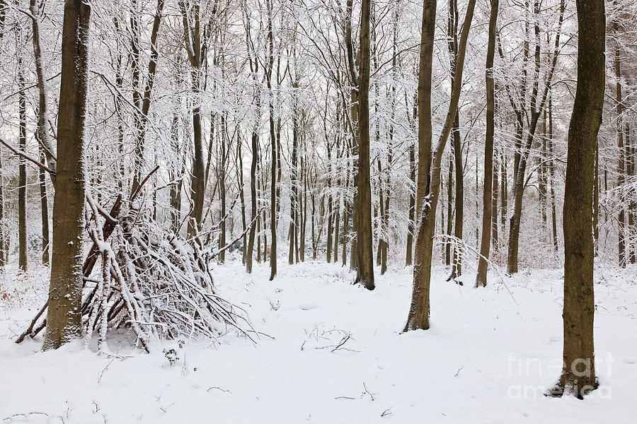 Snow Covered Shelter In The Woods Photograph By Richard Thomas