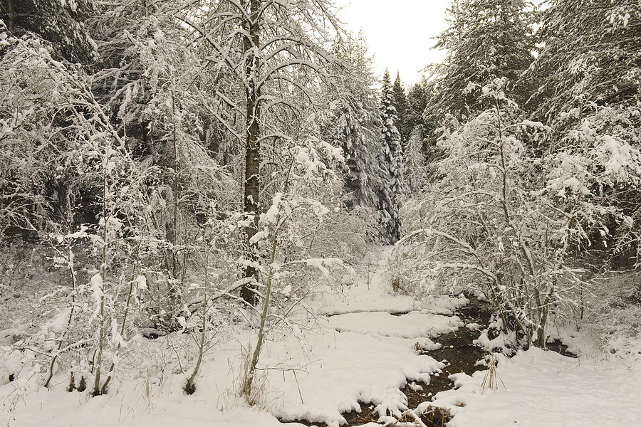 Landscape Photograph - Snow covered stream by John Chellman