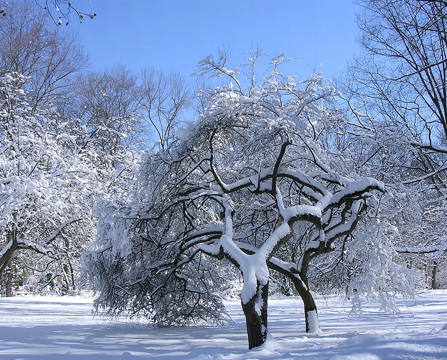 Snow-Covered Sunlit Apple Trees Photograph by Byron Varvarigos