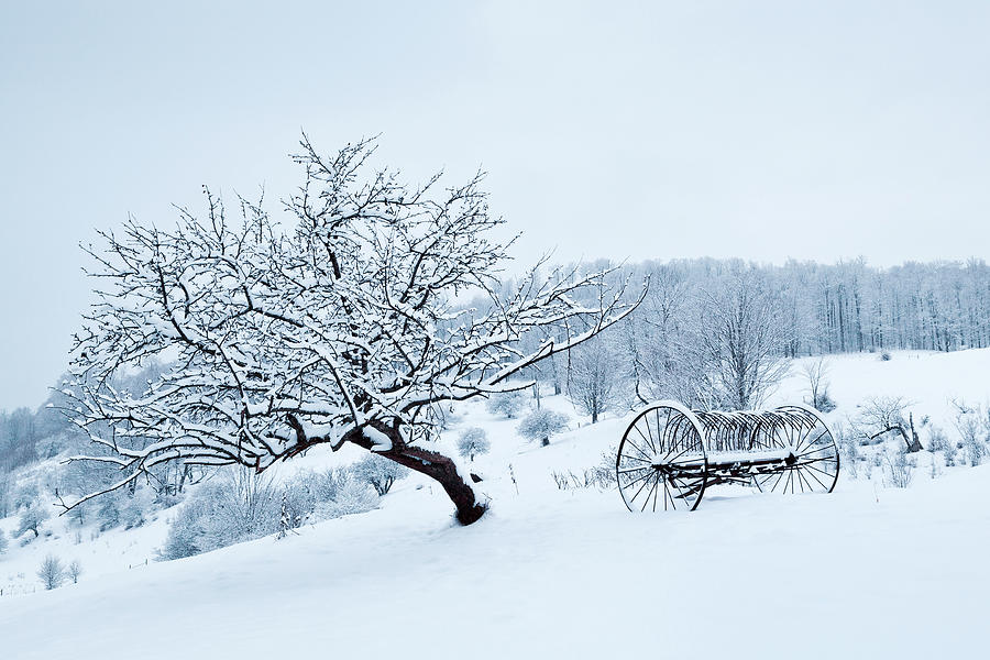 Snow Covered Tree And Hay Rake Photograph by Alan L Graham