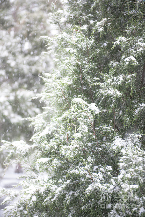 Snow Covered Tree Photograph