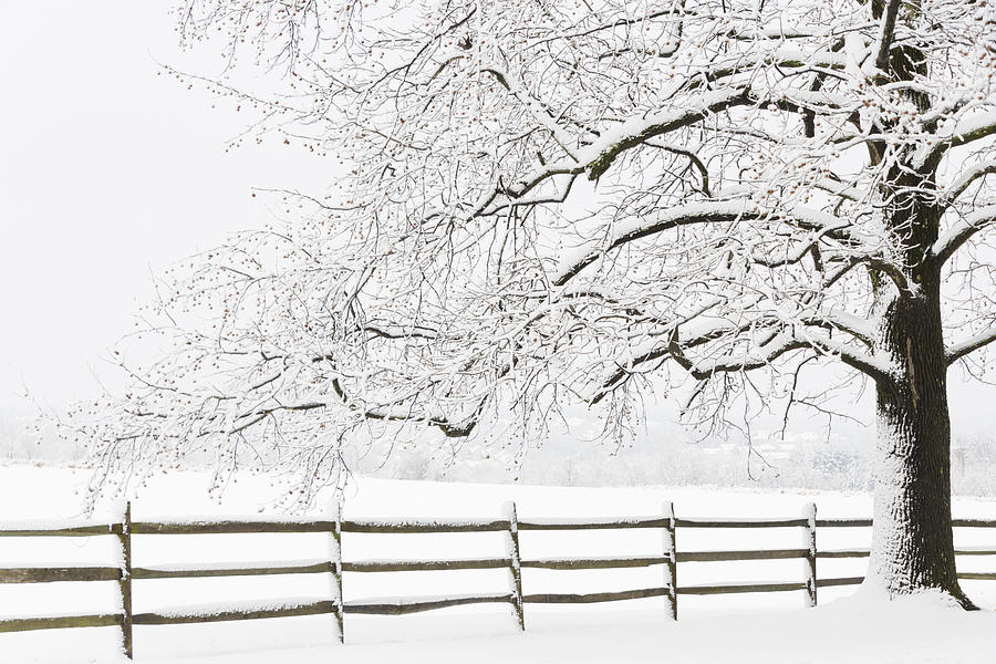 Snow Covered Tree Photograph by Oscar Gutierrez