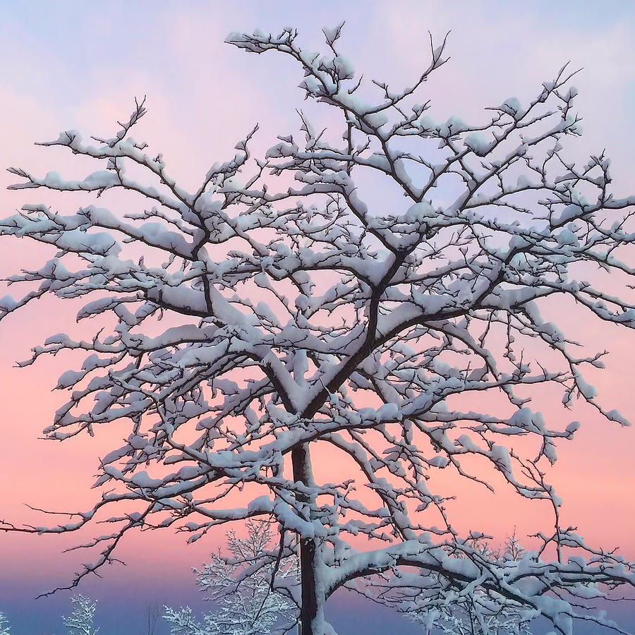 Snow Covered Tree Sunset 2 Photograph by Joann Vitali
