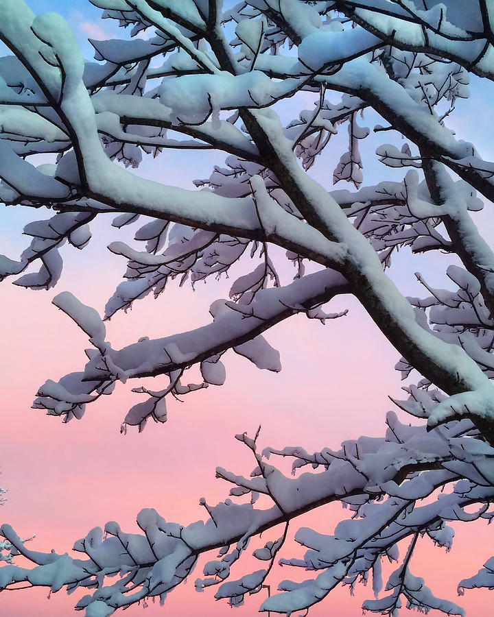 Snow Covered Tree Sunset Photograph by Joann Vitali