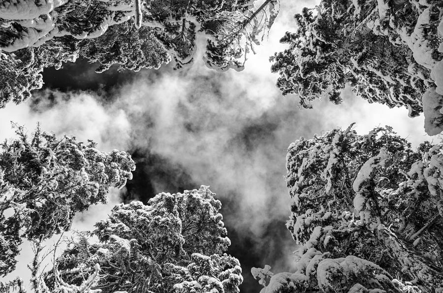 Snow Covered Trees Black and White Photograph by Pelo Blanco Photo