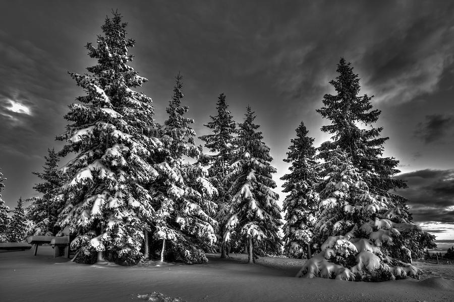 Snow covered trees bw Photograph by Ivan Slosar