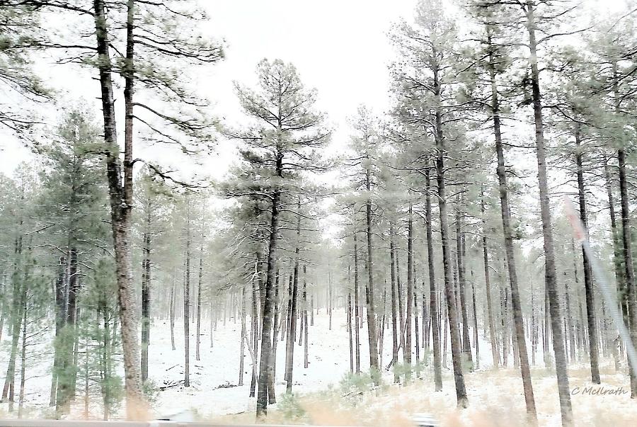 Snow Covered Trees Photograph