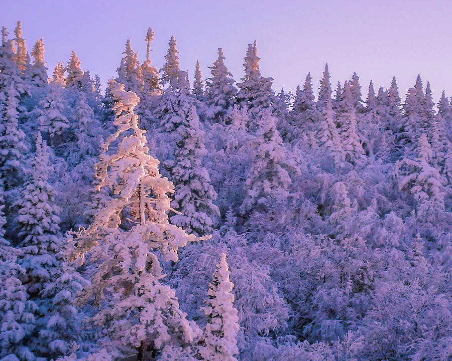 Alpenglow Snow Covered Trees Photograph by Tim Kirchoff