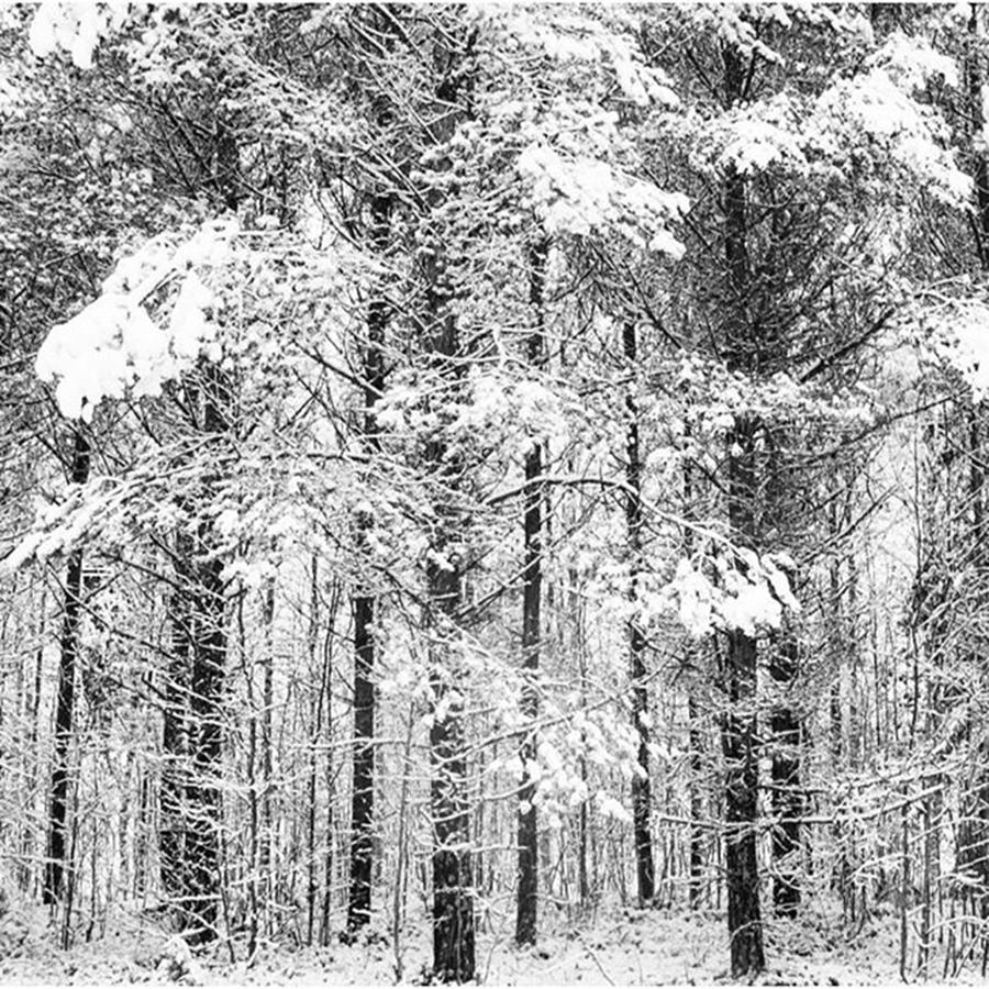 Tree Photograph - Snow Covered Trees In Finland by Aleck Cartwright