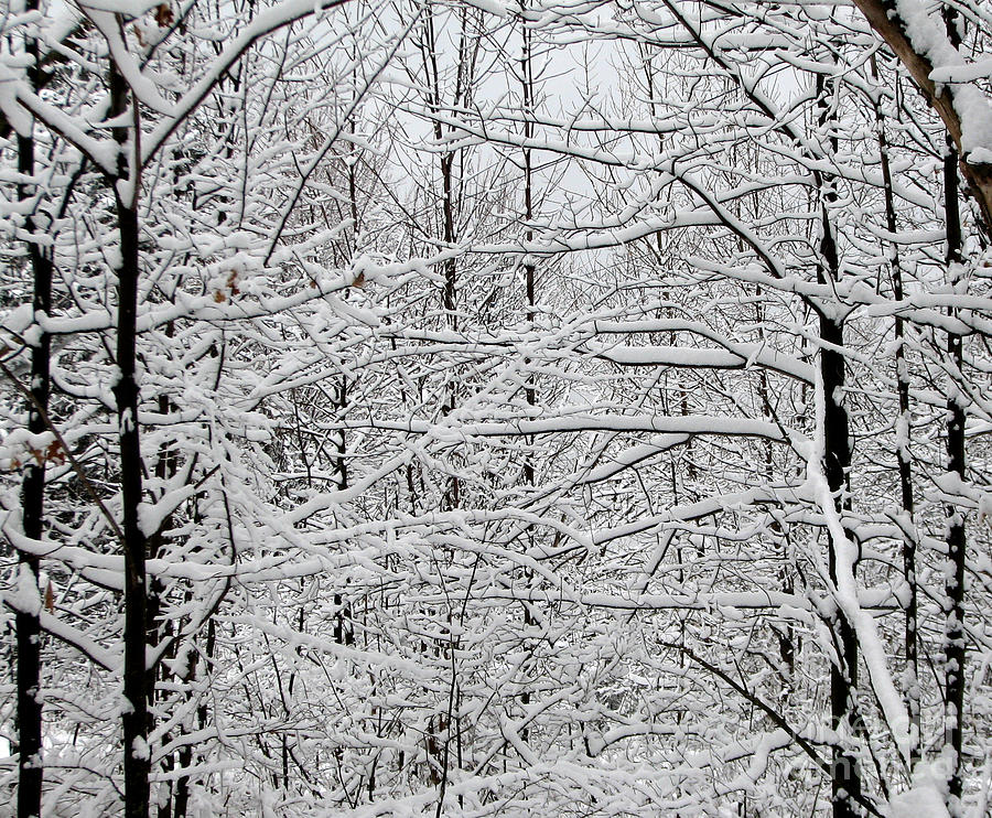 Snow covered trees in Western New York 1 Photograph by Rose Santuci-Sofranko