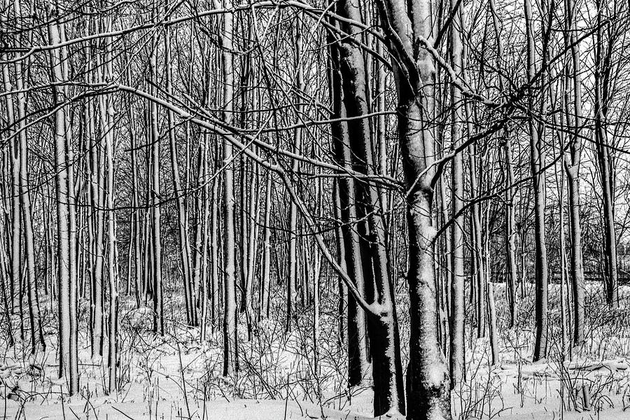 Snow covered Trees in Winter Photograph by Randall Nyhof