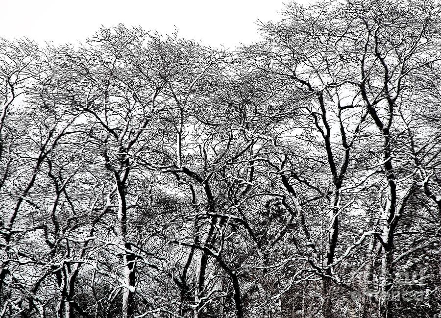 Snow Covered Trees in WNY with an Ink Sketch Effect Photograph by Rose Santuci-Sofranko