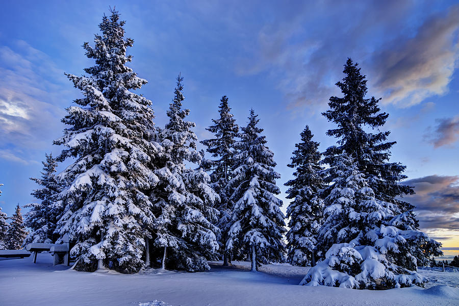 Winter Photograph - Snow covered trees by Ivan Slosar