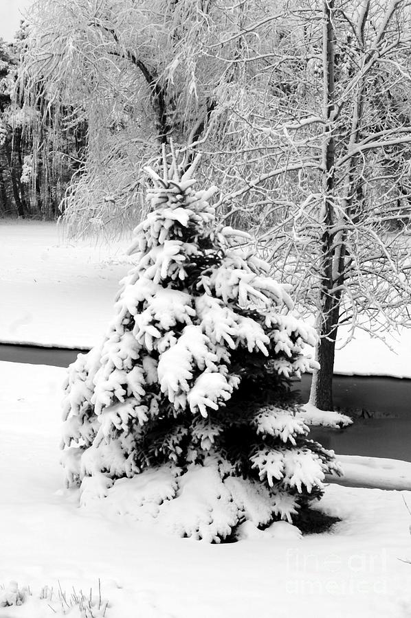 Winter Photograph - Snow Covered Trees by Kathleen Struckle