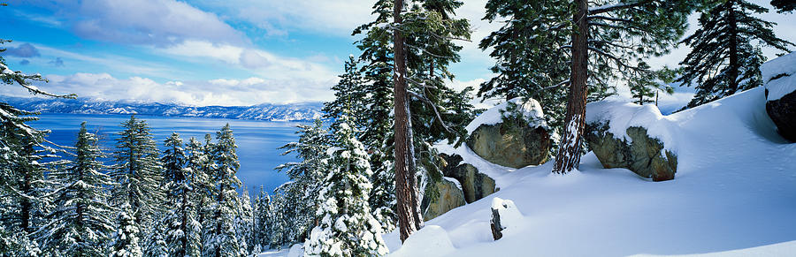 Nature Photograph - Snow Covered Trees On Mountainside by Panoramic Images