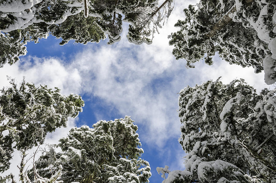 Snow Covered Trees Photograph by Pelo Blanco Photo