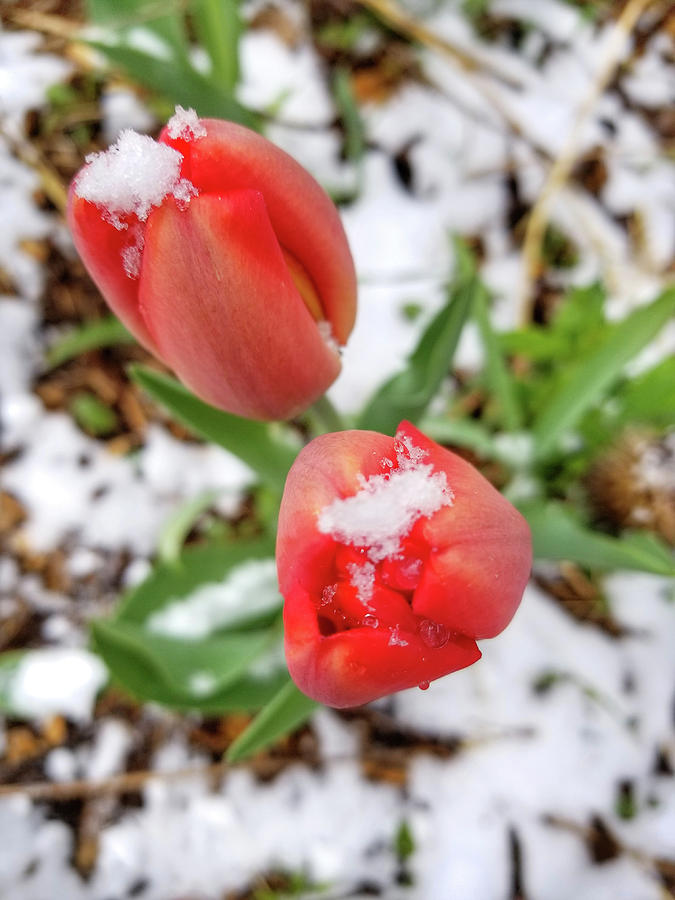 Snow Covered Tulips Photograph by Brook Burling