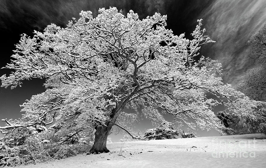 Christmas Photograph - Snow Covered Winter Oak Tree Monochrome by Tim Gainey