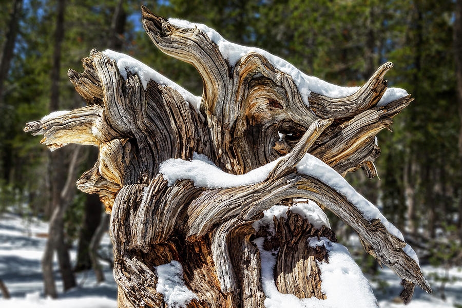Snow Covered Wood Sculpture Photograph by Kelley King