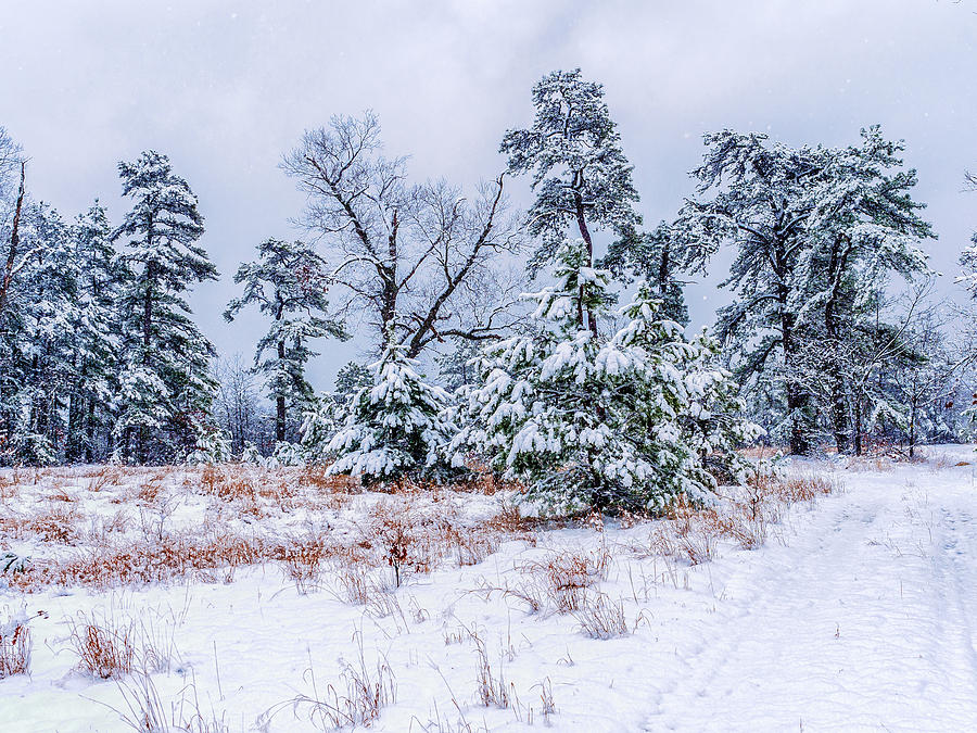 Snow CoveredTrees Photograph by Louis Dallara