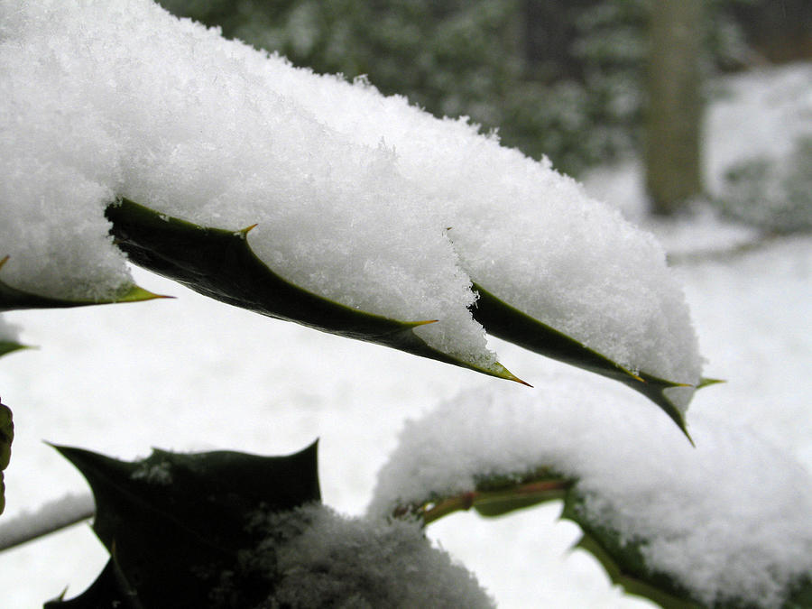 Snow Covers a Holly Leaf Photograph by William Kuta