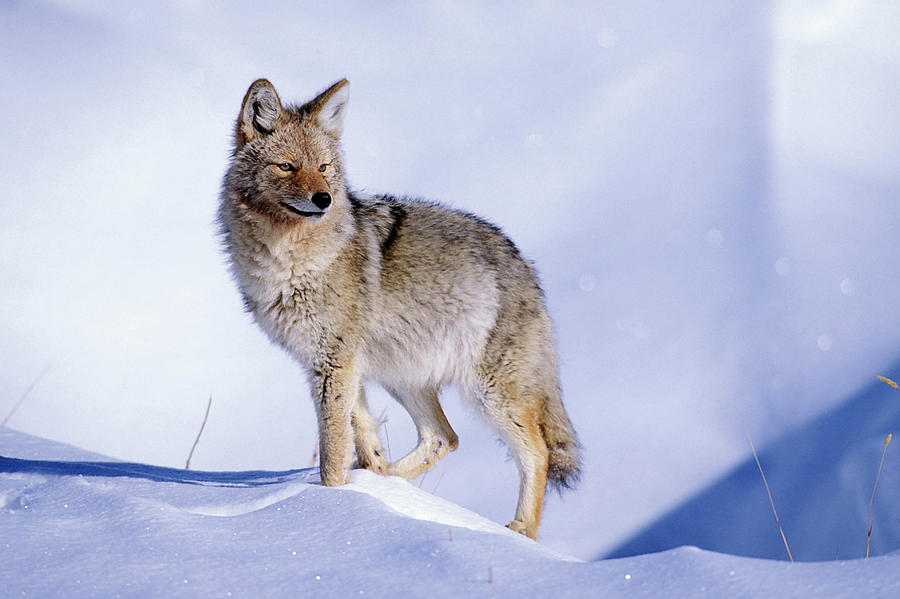 Snow Coyote Pose Photograph by Mark Miller