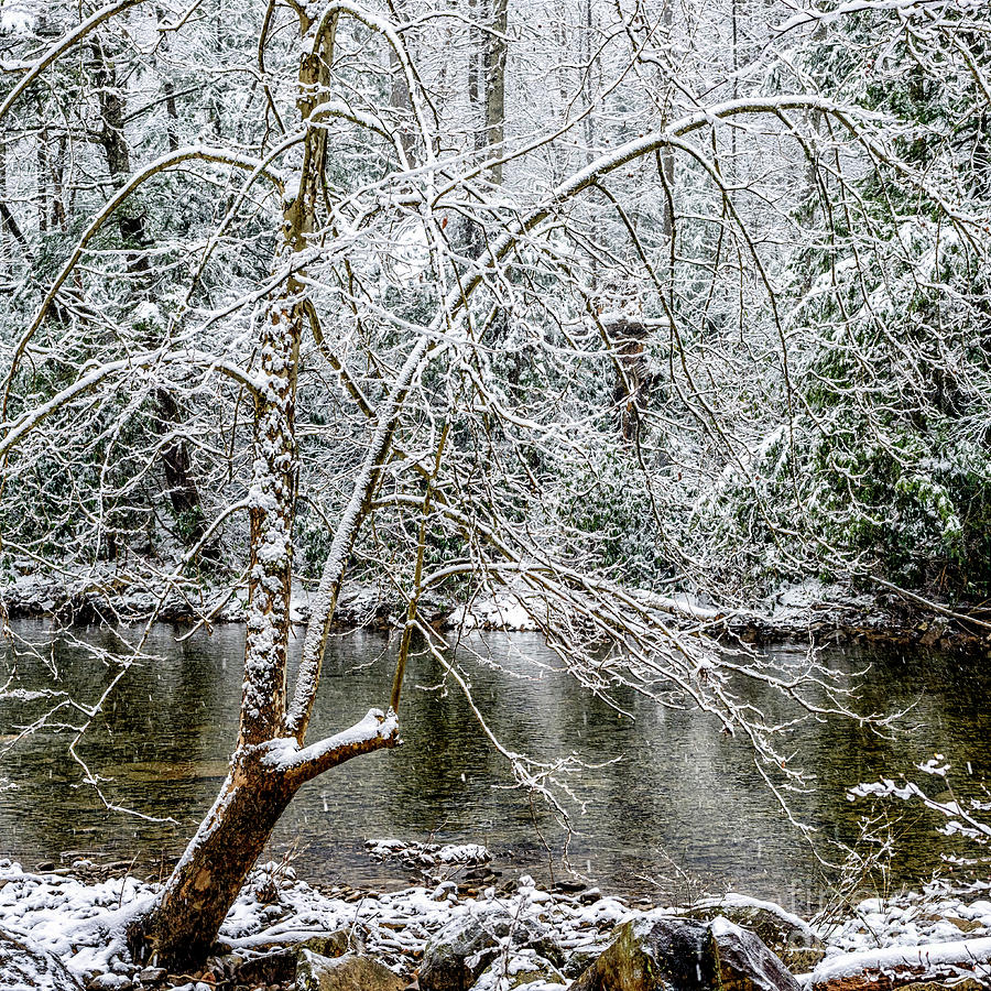 Snow Cranberry River Photograph by Thomas R Fletcher